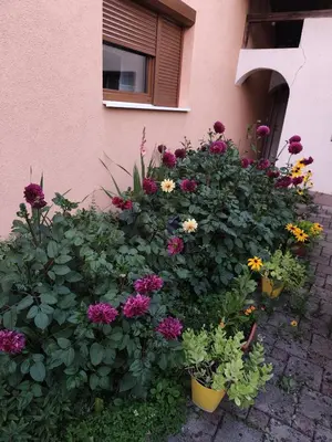 a bunch of flowers in front of a building at Apartman Lidija in Bihać