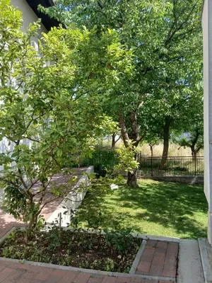 a tree in a yard next to a fence at Malta in Livno