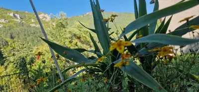 a field of flowers with mountains in the background at Apartment Plava Voda in Travnik