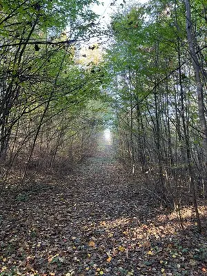 a path in the woods with leaves on the ground at Vikendica Bregovi in Doboj