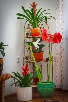 two potted plants sitting on a table next to a shelf at Apartment Red House in Visoko