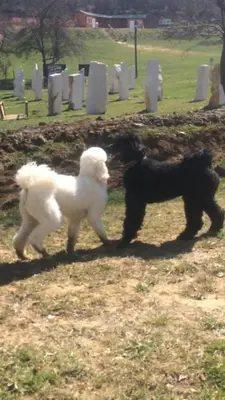 two dogs are walking in a cemetery at Apartment Red House in Visoko