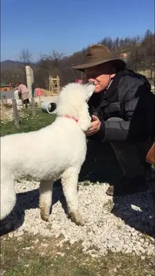 a woman is kissing a white sheep at Apartment Red House in Visoko