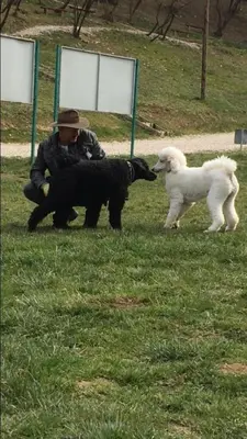 a man and a white dog are sniffing each other at Apartment Red House in Visoko