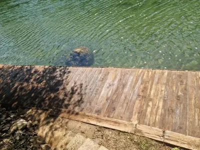 a dog swimming in the water next to a wooden deck at Fikro's Resort in Kulen Vakuf