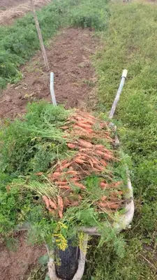 a bunch of carrots on the ground in the grass at Travnik Nature in Travnik