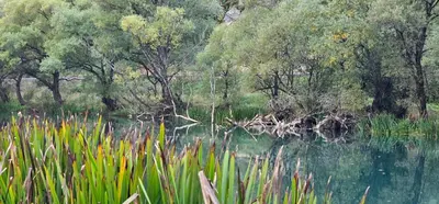 a body of water with trees and grass at Whisper of the Pliva in Šipovo