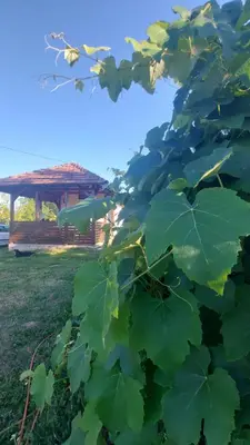 a large green plant with a gazebo in the background at MALA KOLA - Weekend House in Banja Luka