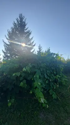 a field of grapes with the sun behind a tree at MALA KOLA - Weekend House in Banja Luka