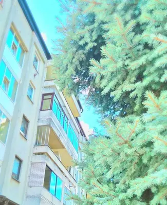 a large pine tree in front of a building at Apartman Stanković in Teslić