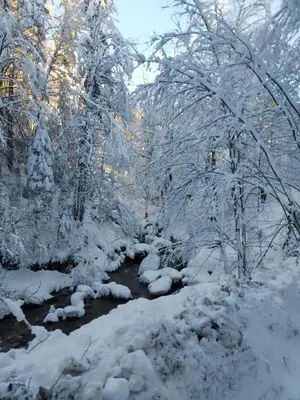 a snow covered forest with a river and trees at Apartman Lavanda in Živinice