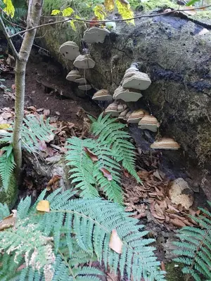 a group of green plants next to a pile of mushrooms at Apartman Lavanda in Živinice