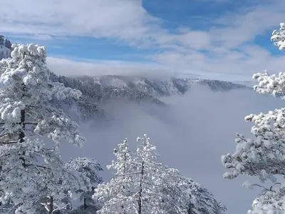 a snow covered mountain with trees in the foreground at Apartman Lavanda in Živinice
