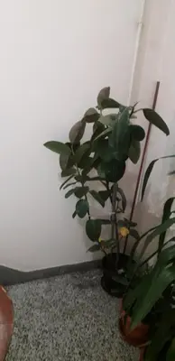 a plant is sitting next to a wall at Apartman Iris in Bosanski Brod