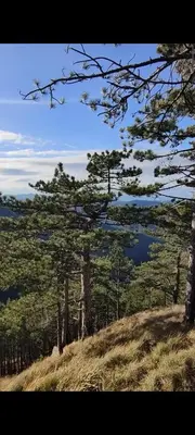 a group of pine trees on top of a hill at Villa Kamenica in Zavidovići