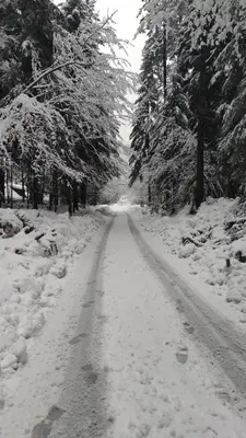 a snow covered road with trees on both sides at Villa Kamenica in Zavidovići