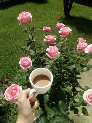 a person holding a cup in front of pink roses at Apartment Elma in Visoko
