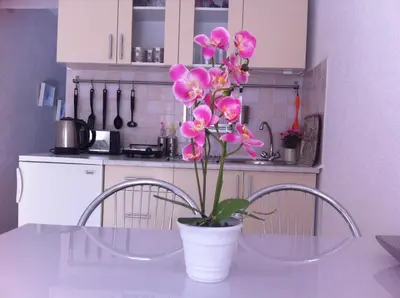 a vase with pink flowers on a table in a kitchen at Apartment Elma in Visoko