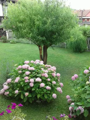 a bush of pink flowers in front of a tree at Apartment Elma in Visoko