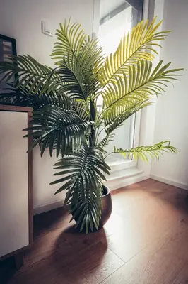 a plant in a pot sitting on a floor next to a window at Apartman za 5 in Banja Luka