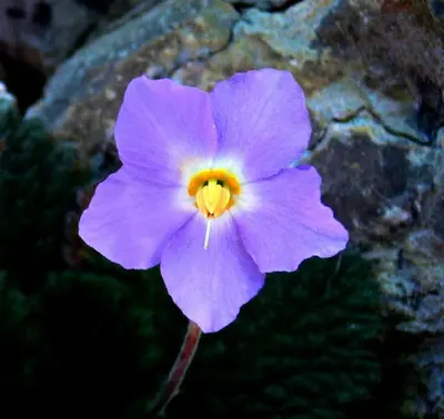 a purple flower in front of a rock at Ramonda Apartment Banja Luka in Banja Luka