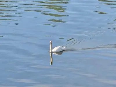 a white bird swimming on a body of water at Apartman Čeliković in Bosanski Šamac