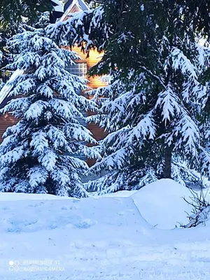 a snow covered pine tree with a house in the background at Vikend kuća Libertas in Šišava
