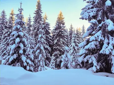 a snow covered forest of trees with snow on them at Vikend kuća Libertas in Šišava
