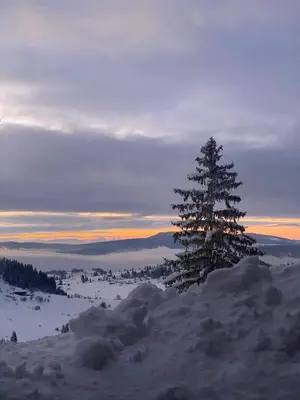 a pine tree on top of a snowy mountain at Apartments Vlašić Eco in Šišava
