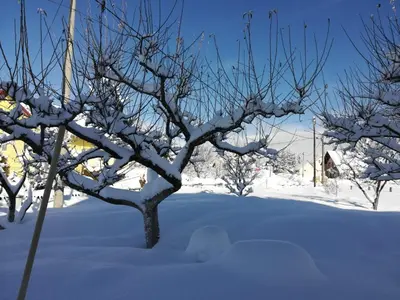 a tree covered in snow in a yard at Apartman Anita in Kupres