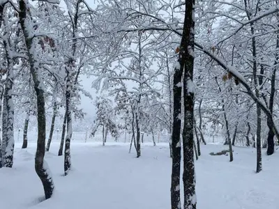 a snowy forest with snow covered trees and branches at Villa Aria in Bosanska Krupa