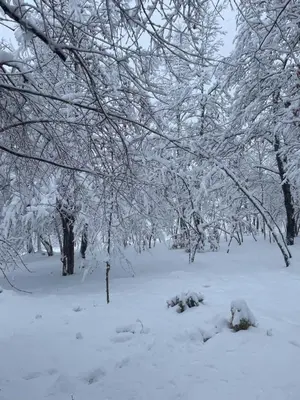 a forest covered in snow with trees and branches at Villa Aria in Bosanska Krupa