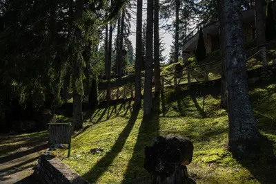 a shadow of trees on a hill with a house at Viva Vlasic - Apartman i vikendica in Šišava