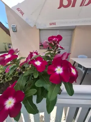 a bunch of pink flowers sitting on a fence at Apartman - TAHRIC in Bihać