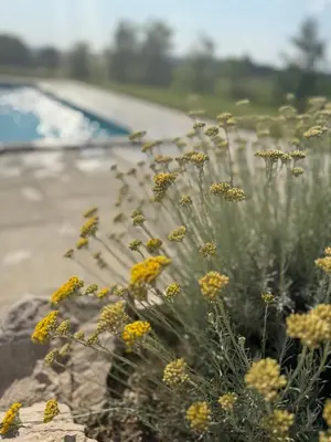 a field of yellow flowers next to a beach at Casa Elena in Banja Luka