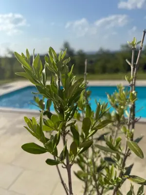 a green plant in front of a pool at Casa Elena in Banja Luka