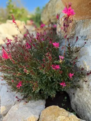 a plant with pink flowers on a rock at Casa Elena in Banja Luka
