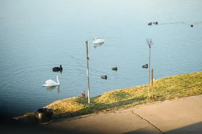 a group of swans and ducks in the water at New Lake in Laktaši