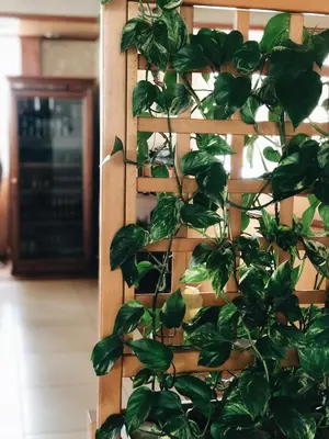 a green plant is growing on a wall at Hotel Kupres in Kupres