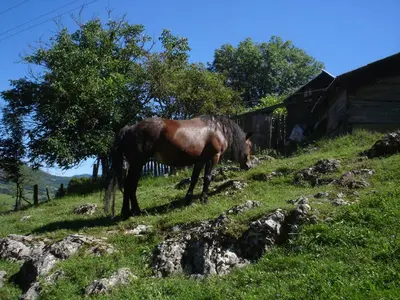 a brown horse standing on a grassy hill at Holiday Park Zelenkovac in Podrašnica