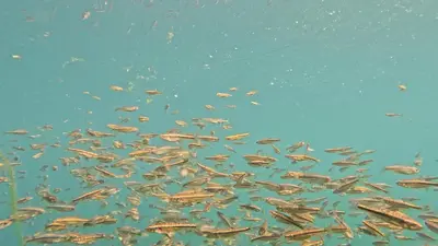 a flock of fish swimming in the water at Villa Giulia in Bihać