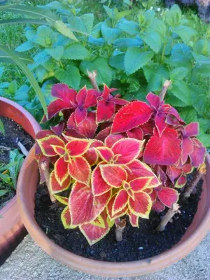 a pot filled with red flowers in a garden at Apartments Aida in Bihać