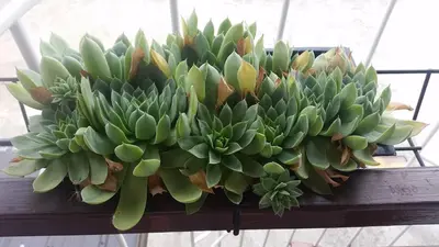 a succulent plant on a wooden shelf at Apartments Aida in Bihać