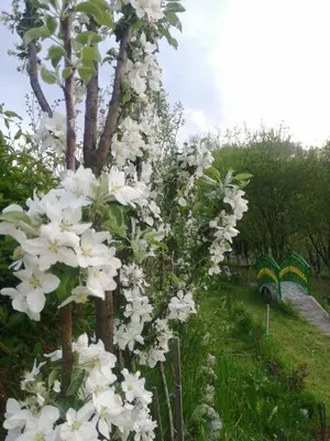 a bunch of white flowers on a tree at Holiday Home Pharaoh in Visoko