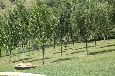 a group of trees in a field with a bird bath at Villa Meli in Visoko