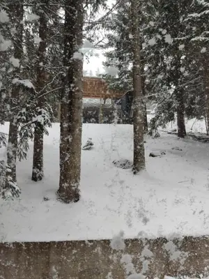 a snow covered forest with trees and a bridge at Apartmani Čolić Vlašić in Vlasic
