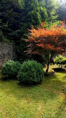 a tree with red leaves in a yard with bushes at Holiday Home Oaza Mira in Visoko