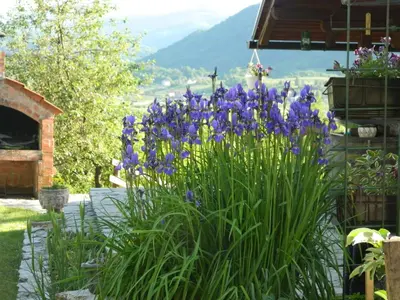 a bunch of purple flowers in a garden at Holiday Home Nektar Park in Bihać