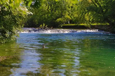 a duck swimming in the water in a river at Apartment Green Lagoon in Bihać