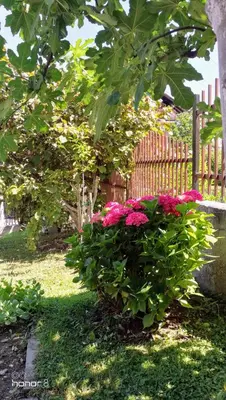 a bush of pink flowers in front of a fence at Apartment Mirjana in Banja Luka